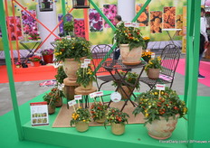 Concept van Hem Genetics de tomatenlijn oftewel de Funny PLumbs en de Plumbrella.